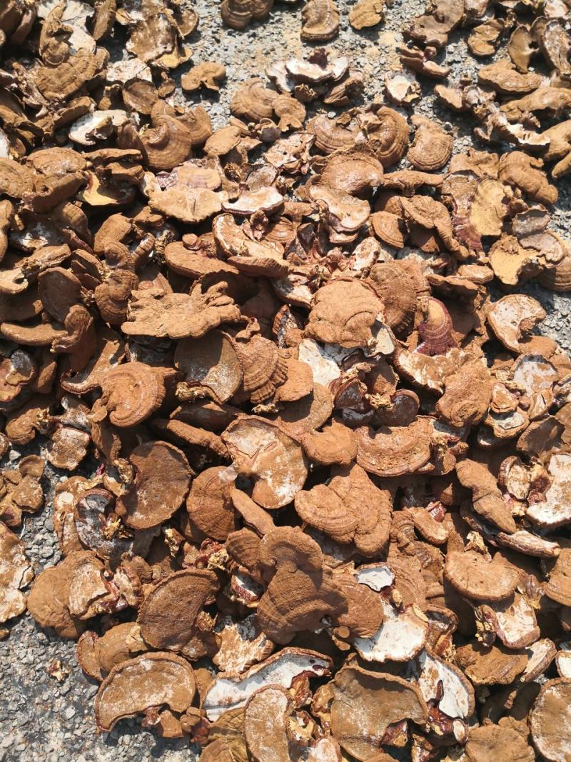 山东冠县灵芝种植基地美国灵芝