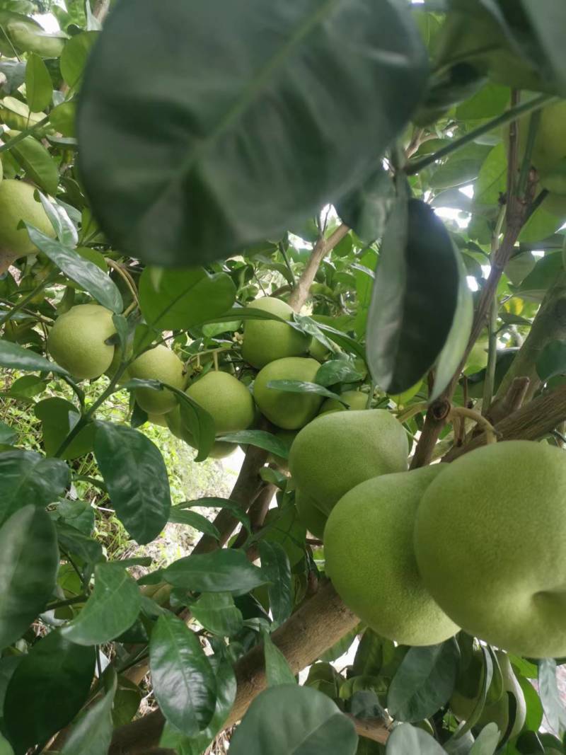 仙游老树文旦柚