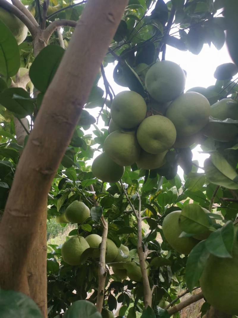 仙游老树文旦柚