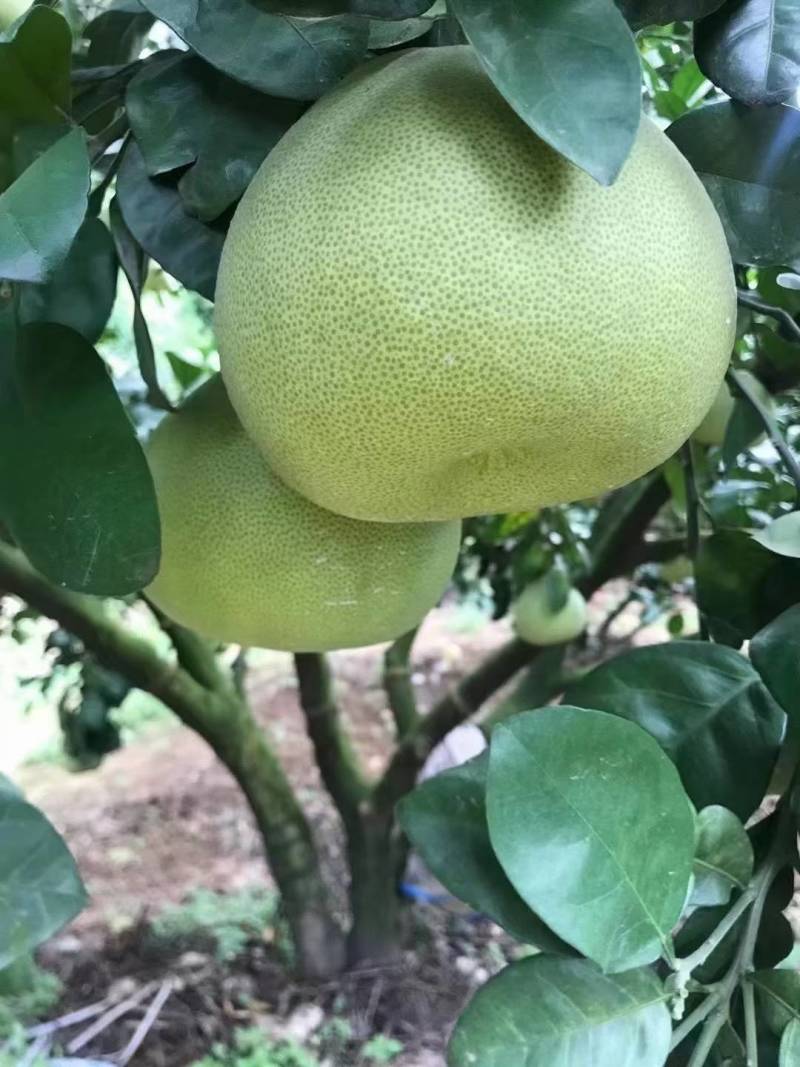 仙游老树文旦柚