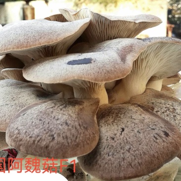 阿魏菇杏鲍菇母种，原种，栽培种