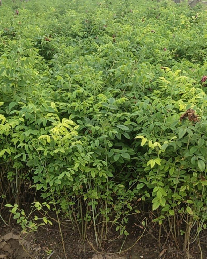 四季玫瑰，保定四季玫瑰，四季玫瑰基地直销，杯苗四季玫瑰