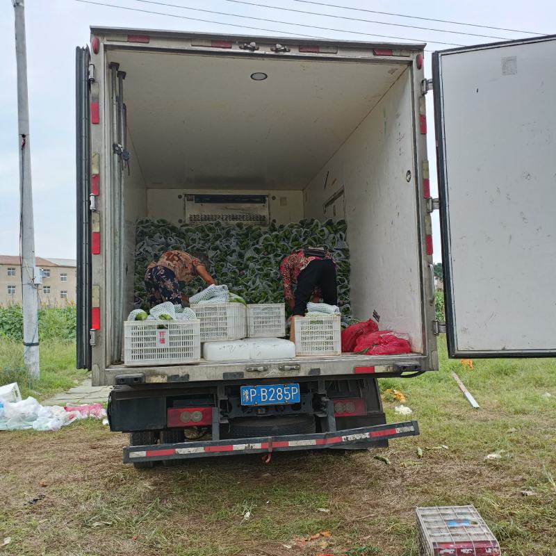 精品苦瓜货源充足，有需要的请联系。量大从优，产地直发，