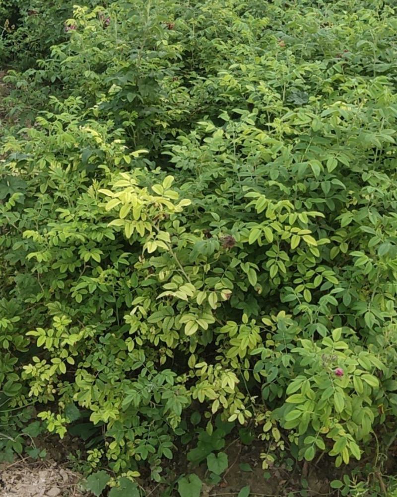 四季玫瑰，保定四季玫瑰，四季玫瑰基地直销，杯苗四季玫瑰