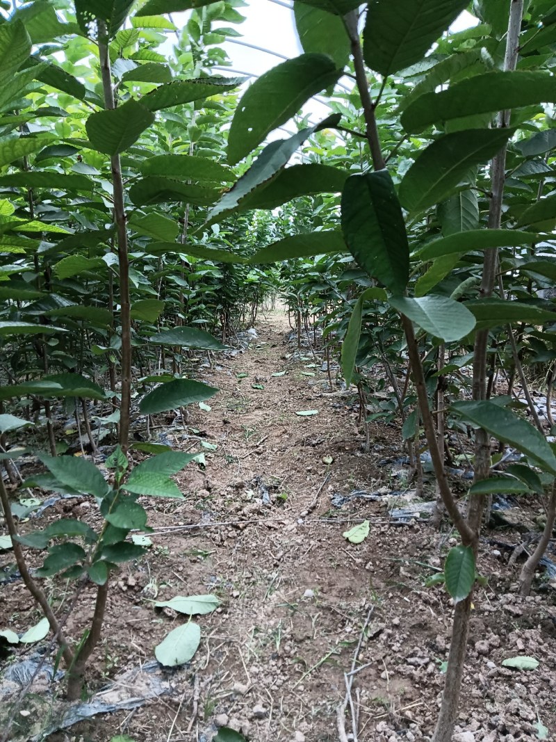 大樱桃苗美早，齐早，布鲁克斯，蜀聚红