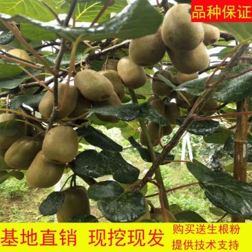 猕猴桃树苗地栽庭院盆栽阳台红心黄心徐香软枣当年结果南北方