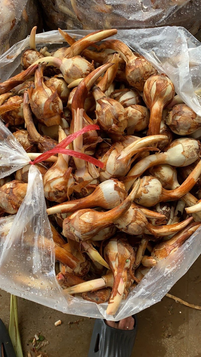 云南精品大中小号茨菇大量上市全年不断货，全球发货欢迎咨询