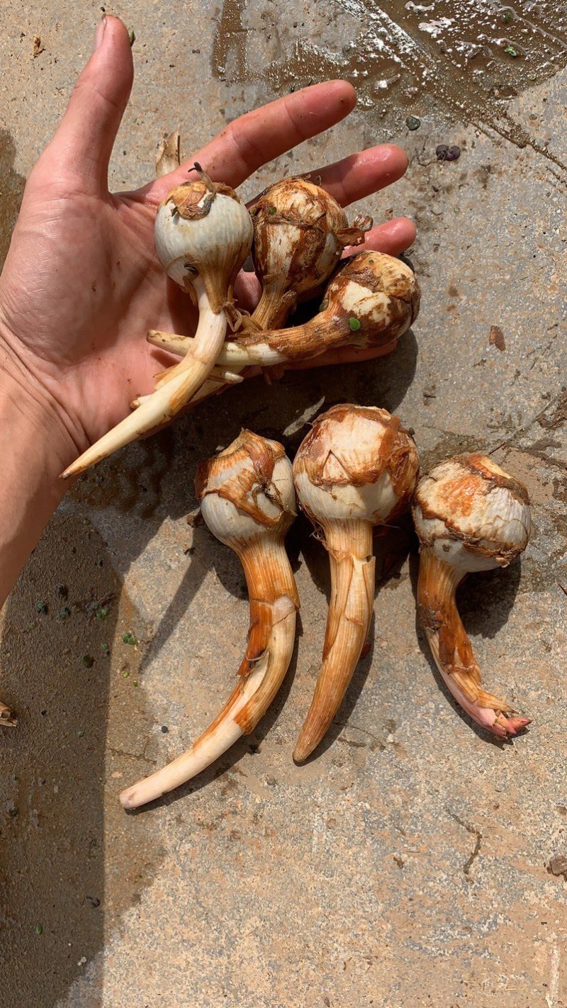 云南精品大中小号茨菇大量上市全年不断货，全球发货欢迎咨询