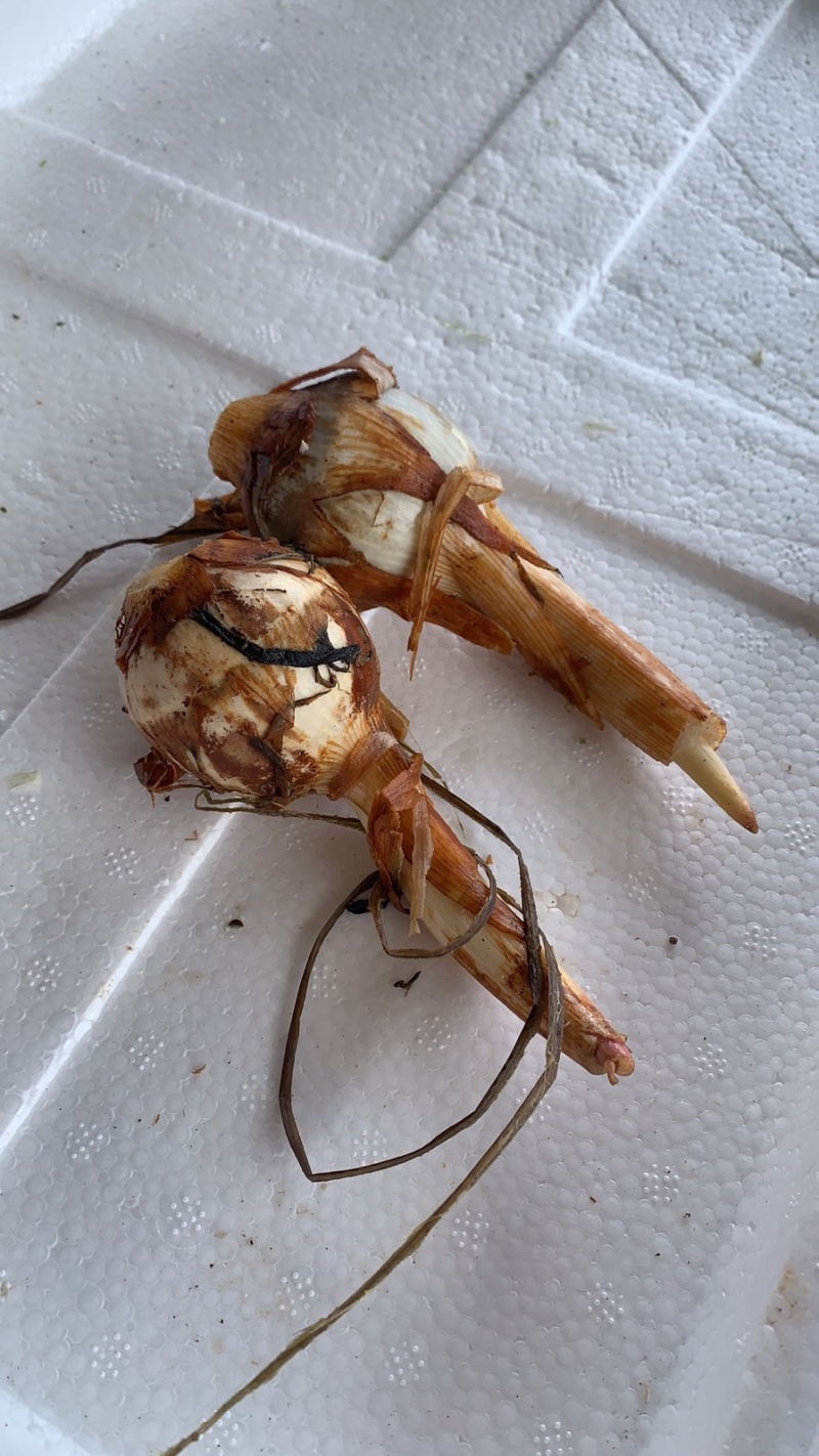 云南精品大中小号茨菇大量上市全年不断货，全球发货欢迎咨询