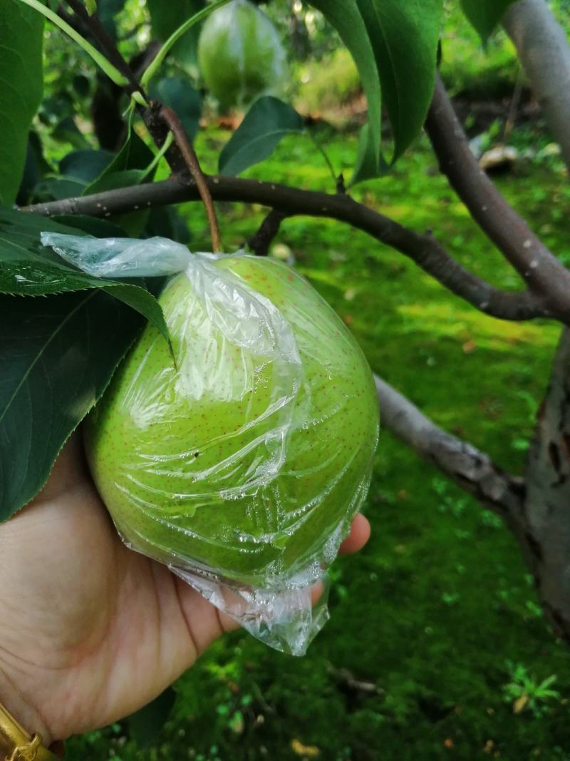 唐山遵化大雪花梨下树啦