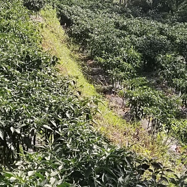 贵州高山露天种植辣椒