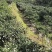 贵州高山露天种植辣椒