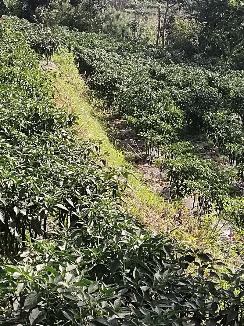 贵州高山露天种植辣椒