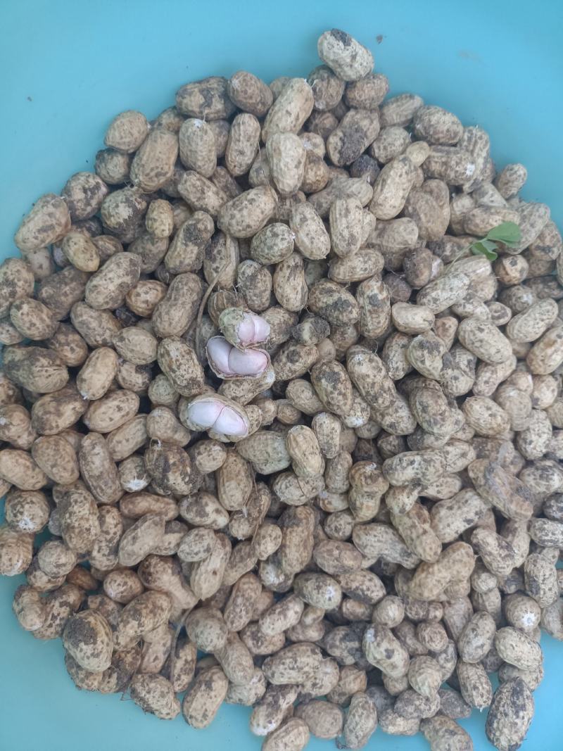 小鲜果