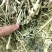 紫花苜蓿草批发头茬苜蓿草甘肃头茬苜蓿草苜蓿草批发