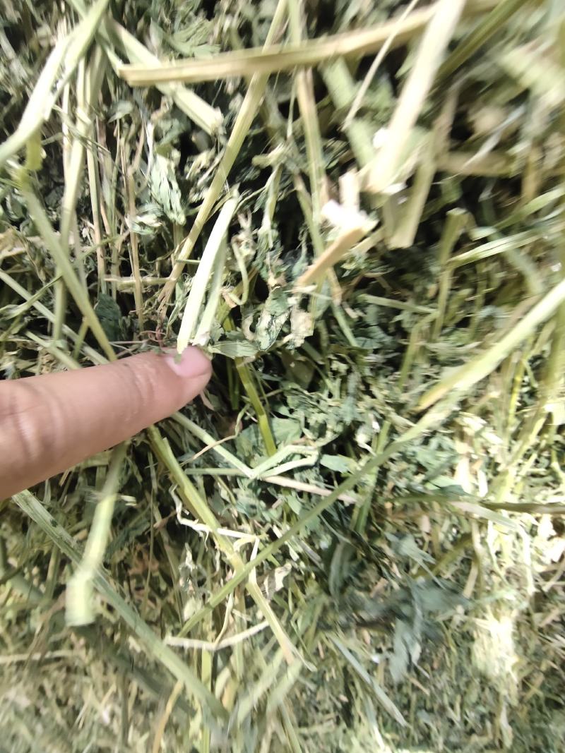紫花苜蓿草批发头茬苜蓿草甘肃头茬苜蓿草苜蓿草批发