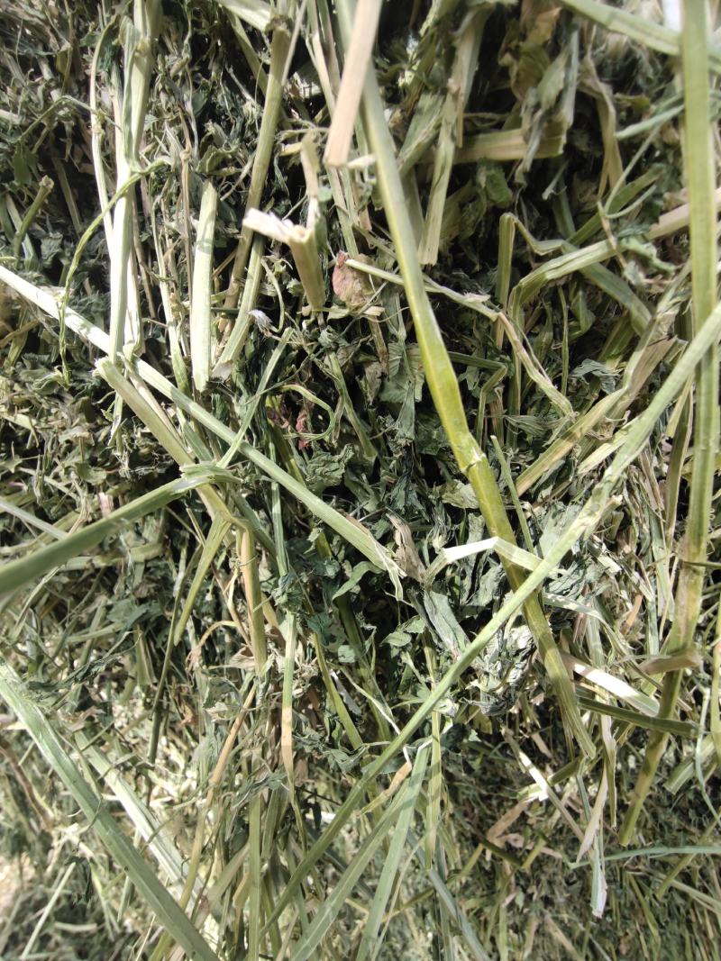 紫花苜蓿草批发头茬苜蓿草甘肃头茬苜蓿草苜蓿草批发