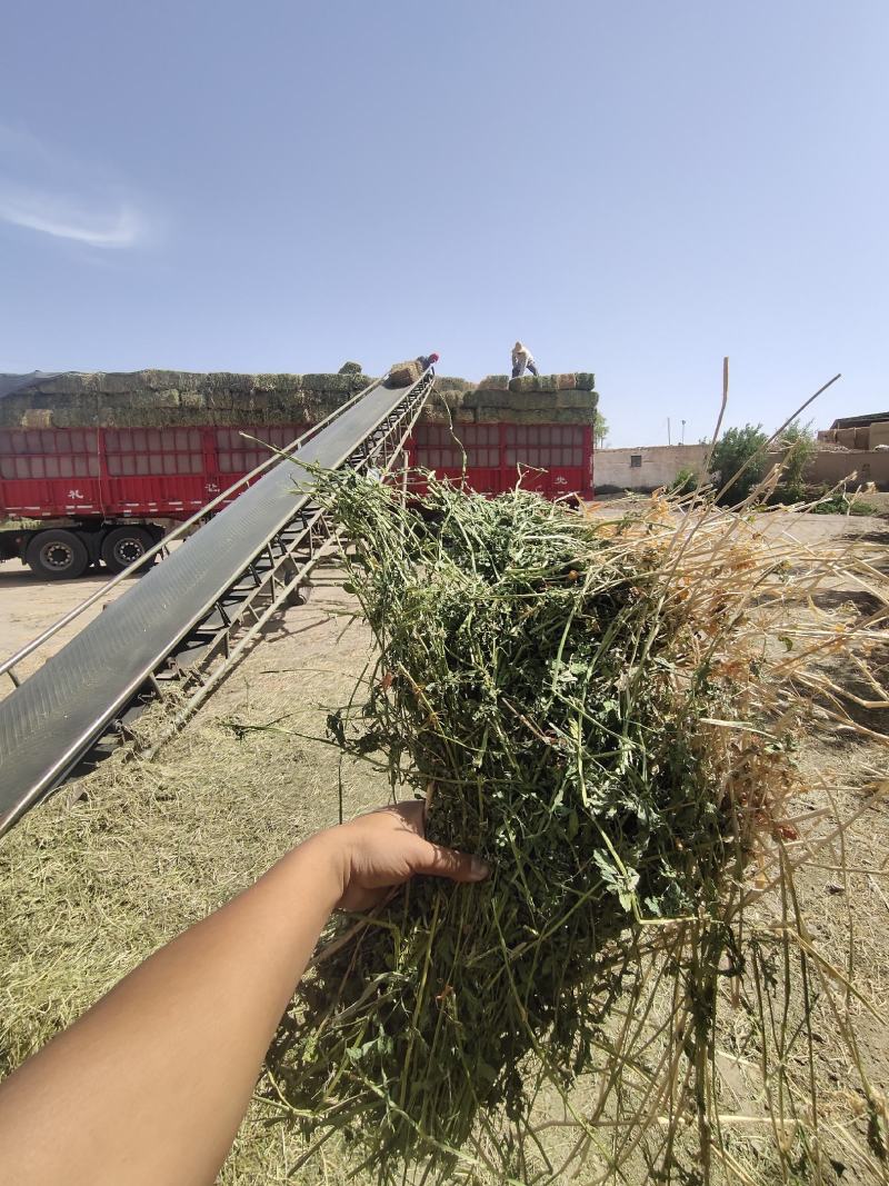 紫花苜蓿草批发头茬苜蓿草甘肃头茬苜蓿草苜蓿草批发