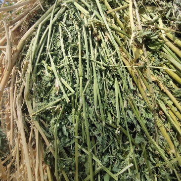 紫花苜蓿草批发头茬苜蓿草甘肃头茬苜蓿草苜蓿草批发