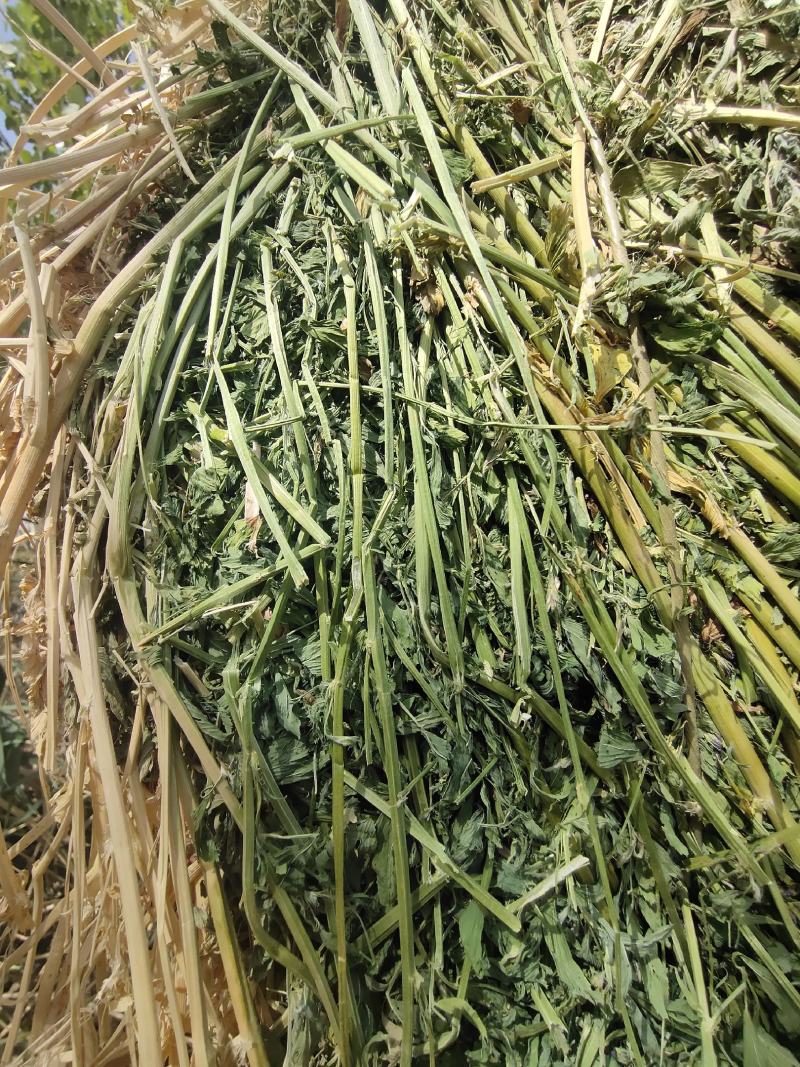 紫花苜蓿草批发头茬苜蓿草甘肃头茬苜蓿草苜蓿草批发