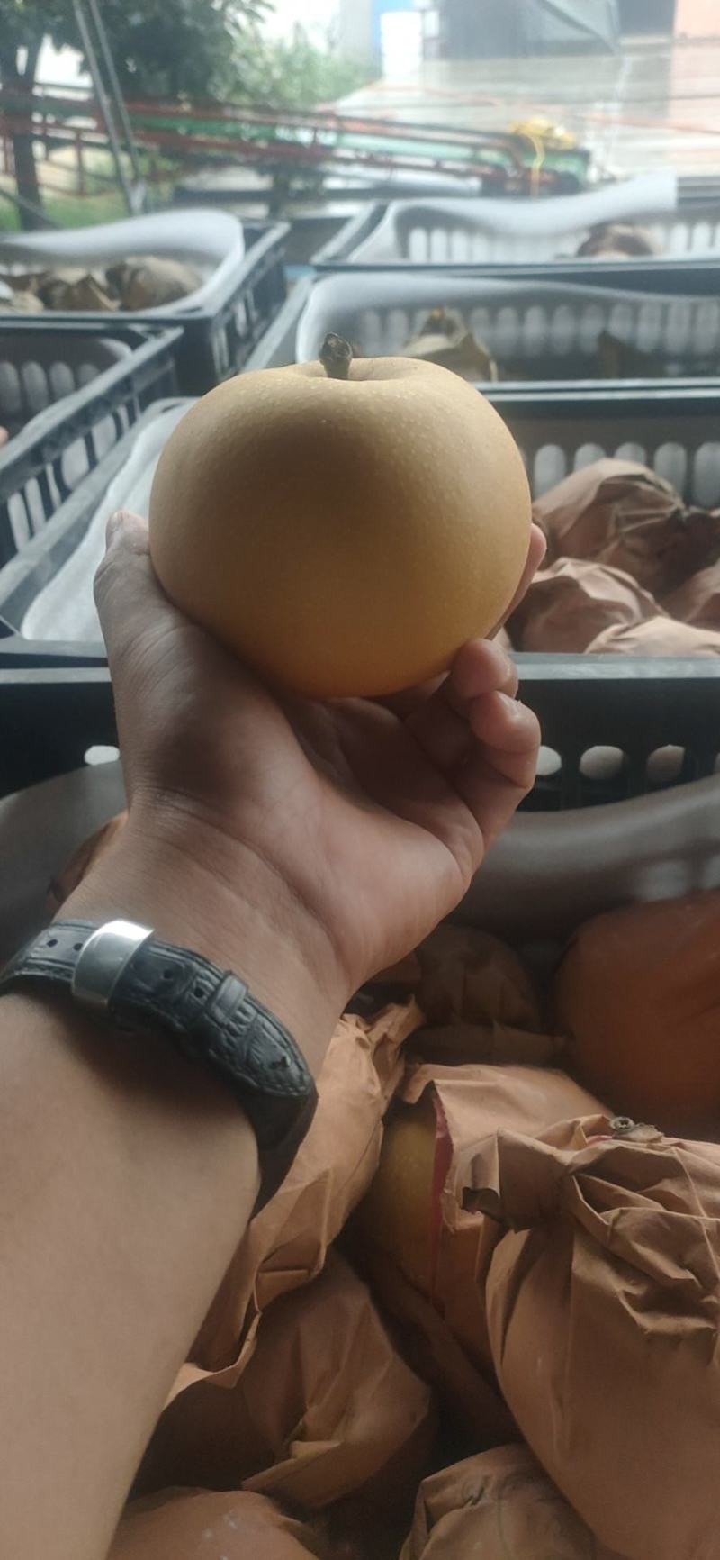 精品秋月梨甜到发麻