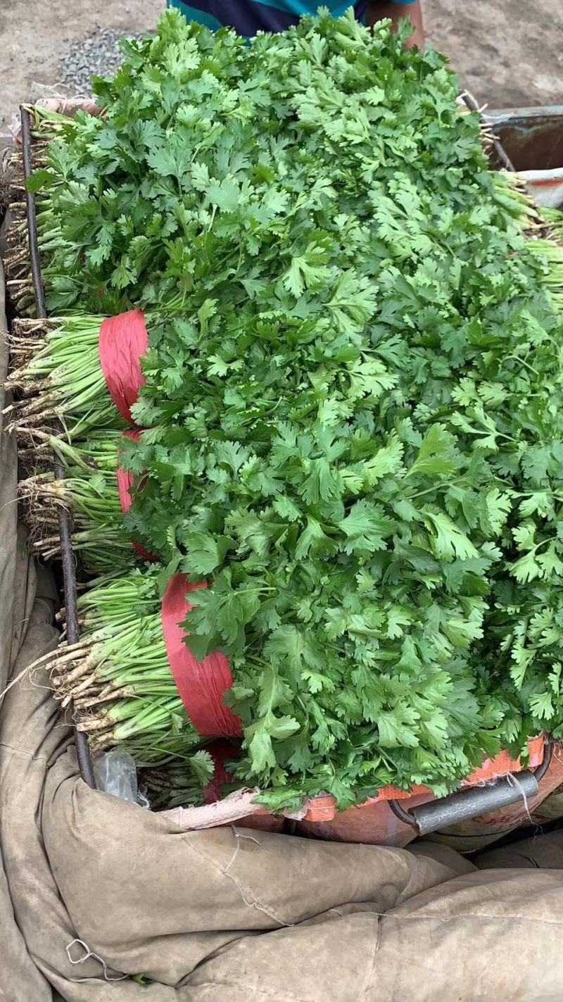 精品大叶香菜，货源充足，全国代发，支持视频看货！