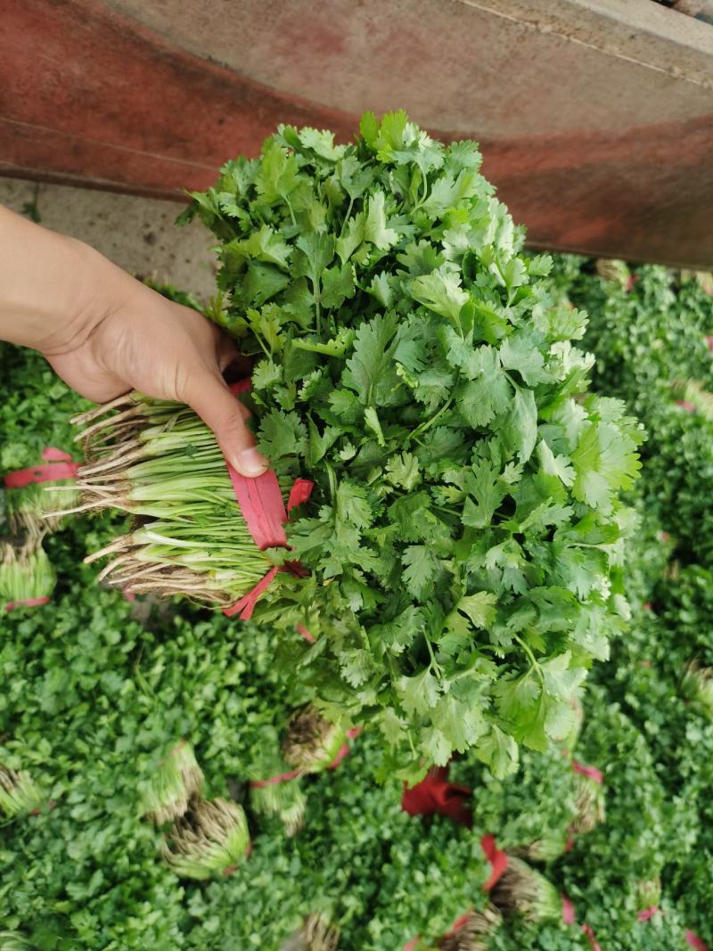 精品大叶香菜，货源充足，全国代发，支持视频看货！