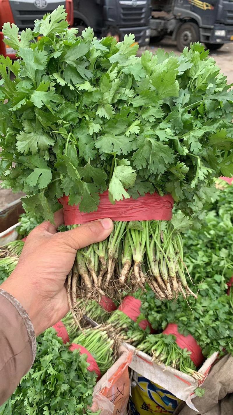 精品大叶香菜，货源充足，全国代发，支持视频看货！