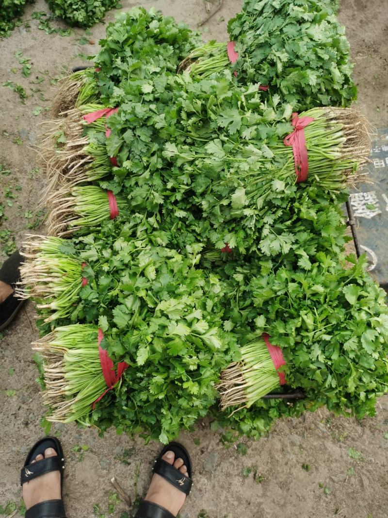 精品大叶香菜，货源充足，全国代发，支持视频看货！