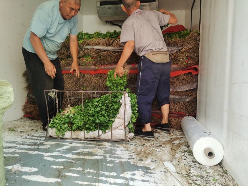 精品大叶香菜，货源充足，全国代发，支持视频看货！