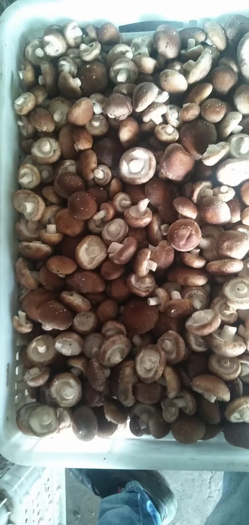 【香菇】河北鲜香菇产地直销可视频看货欢迎选购