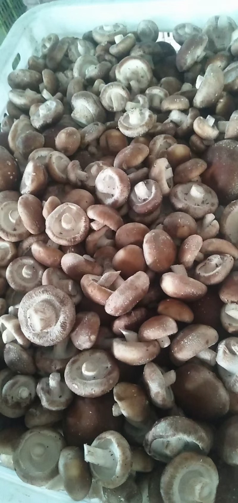 【香菇】河北鲜香菇产地直销可视频看货欢迎选购