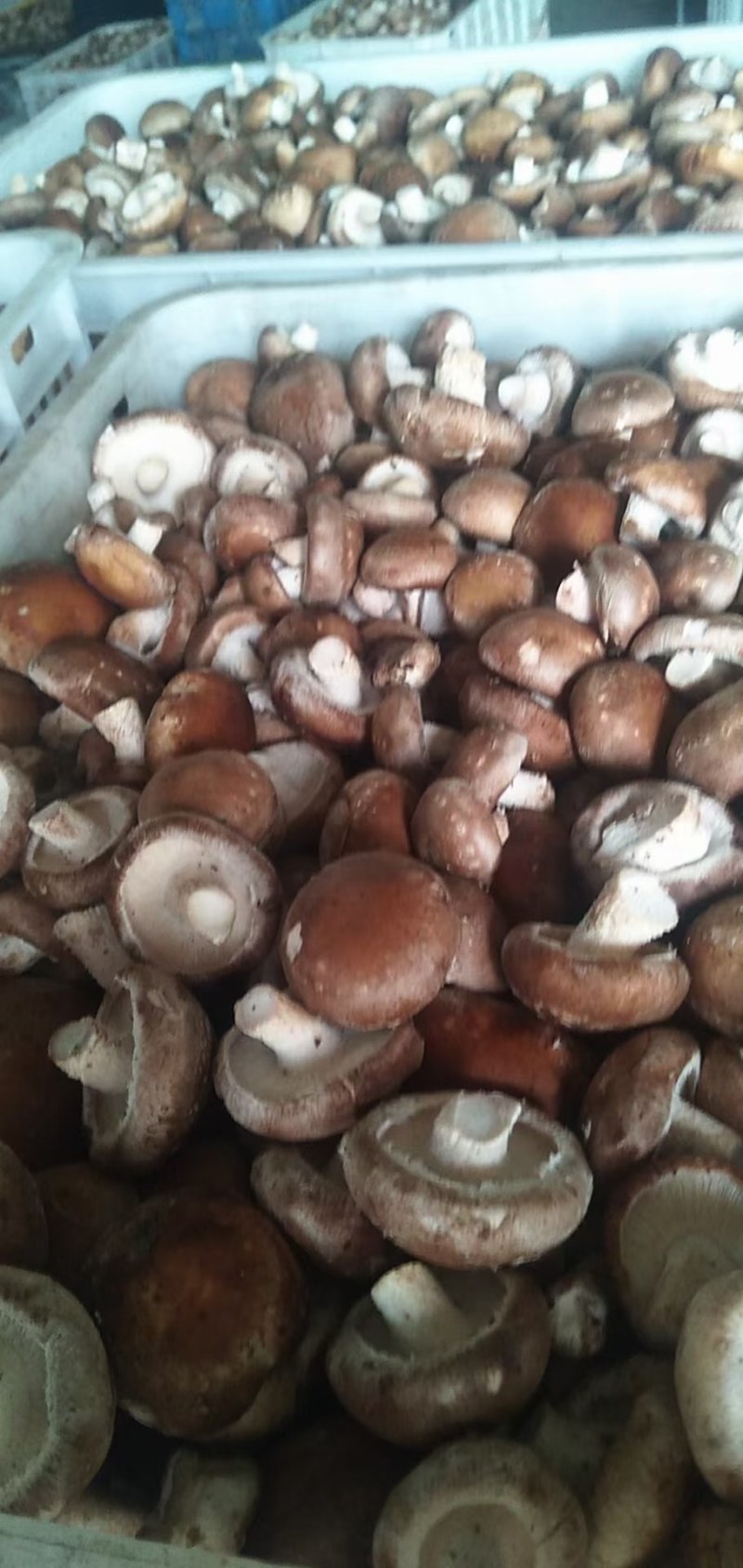【香菇】河北鲜香菇产地直销可视频看货欢迎选购