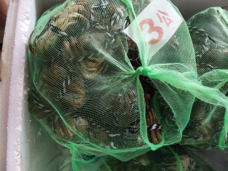 大闸蟹