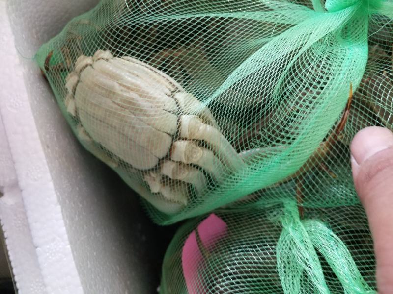 大闸蟹