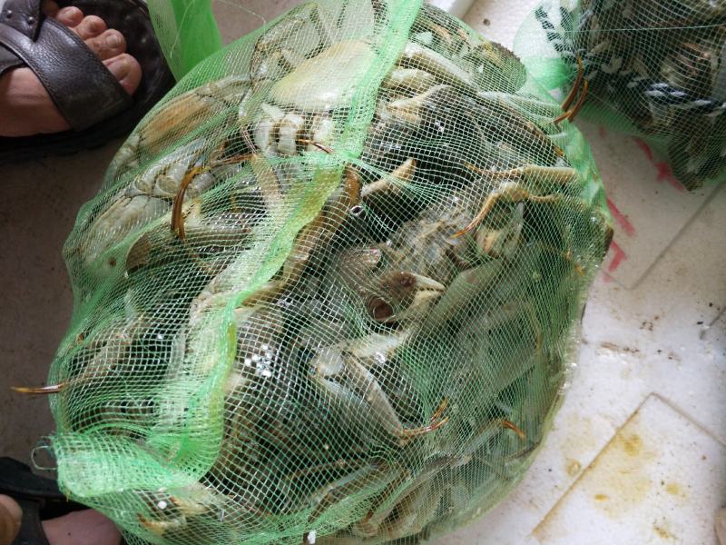 大闸蟹