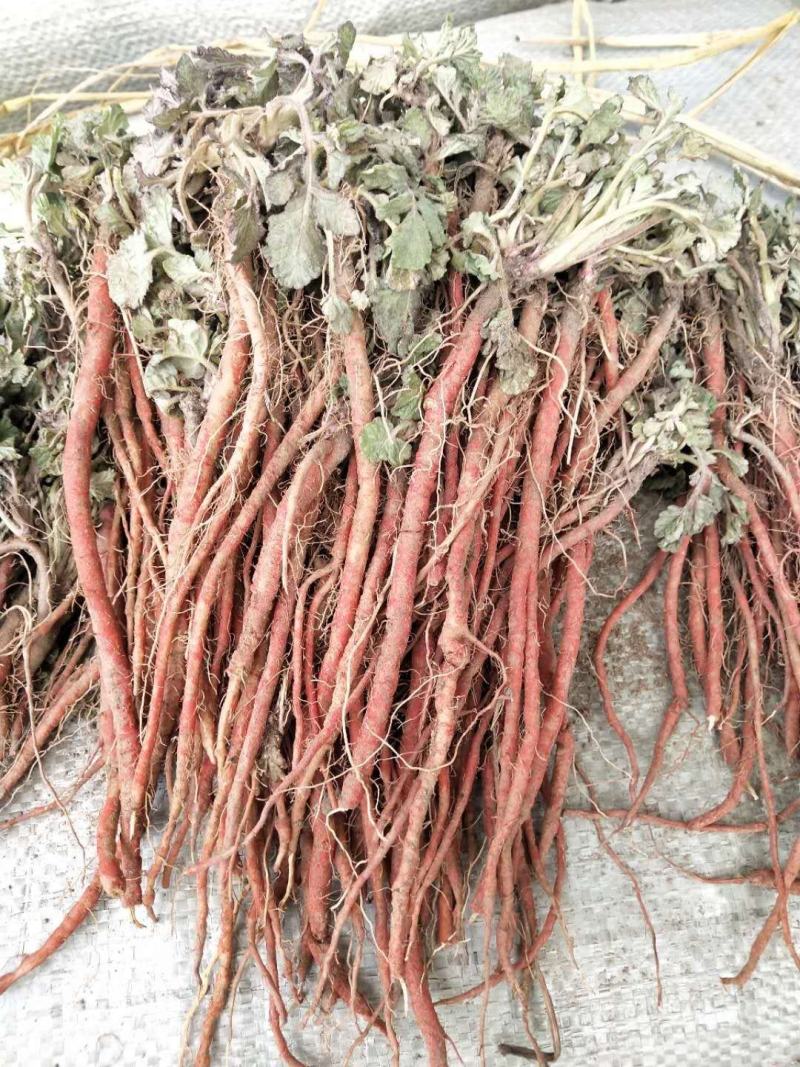 基地一手精品丹参苗，欢迎各位朋友前来下单，包技术，包回收