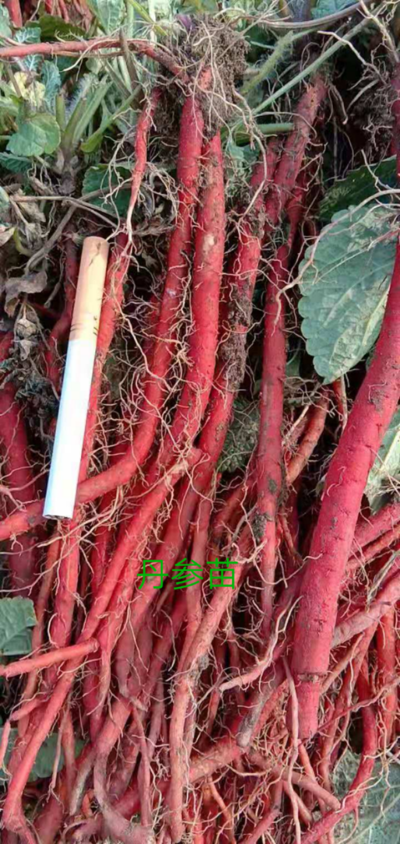 基地一手精品丹参苗，欢迎各位朋友前来下单，包技术，包回收