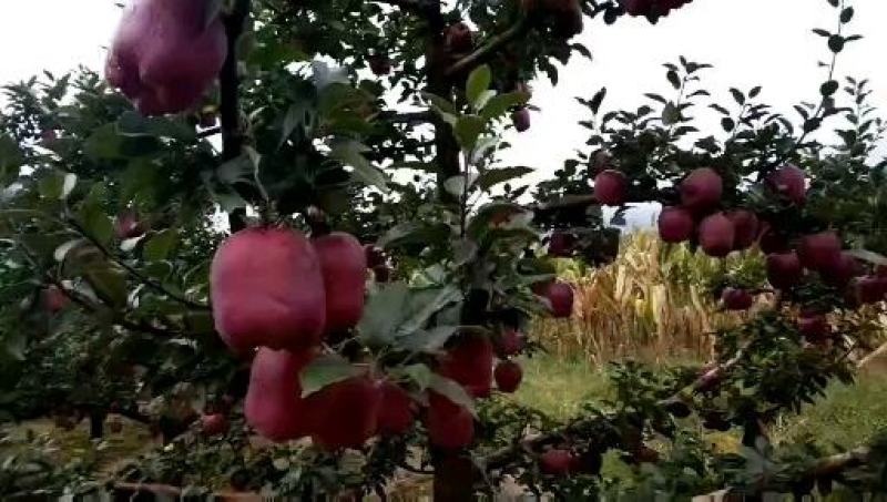 甘肃天水花牛苹果大量上市产地代发货。。。。。