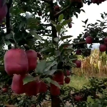 甘肃天水花牛苹果大量上市产地代发货。。。。。