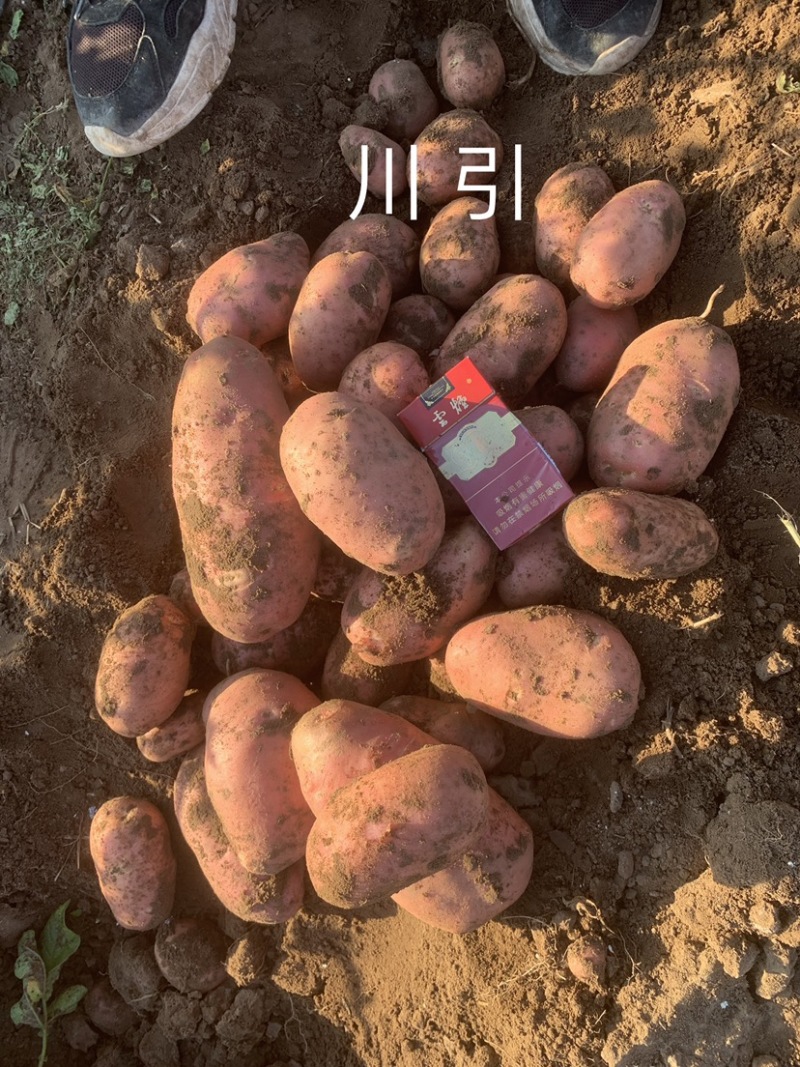 川引土豆需要的联系