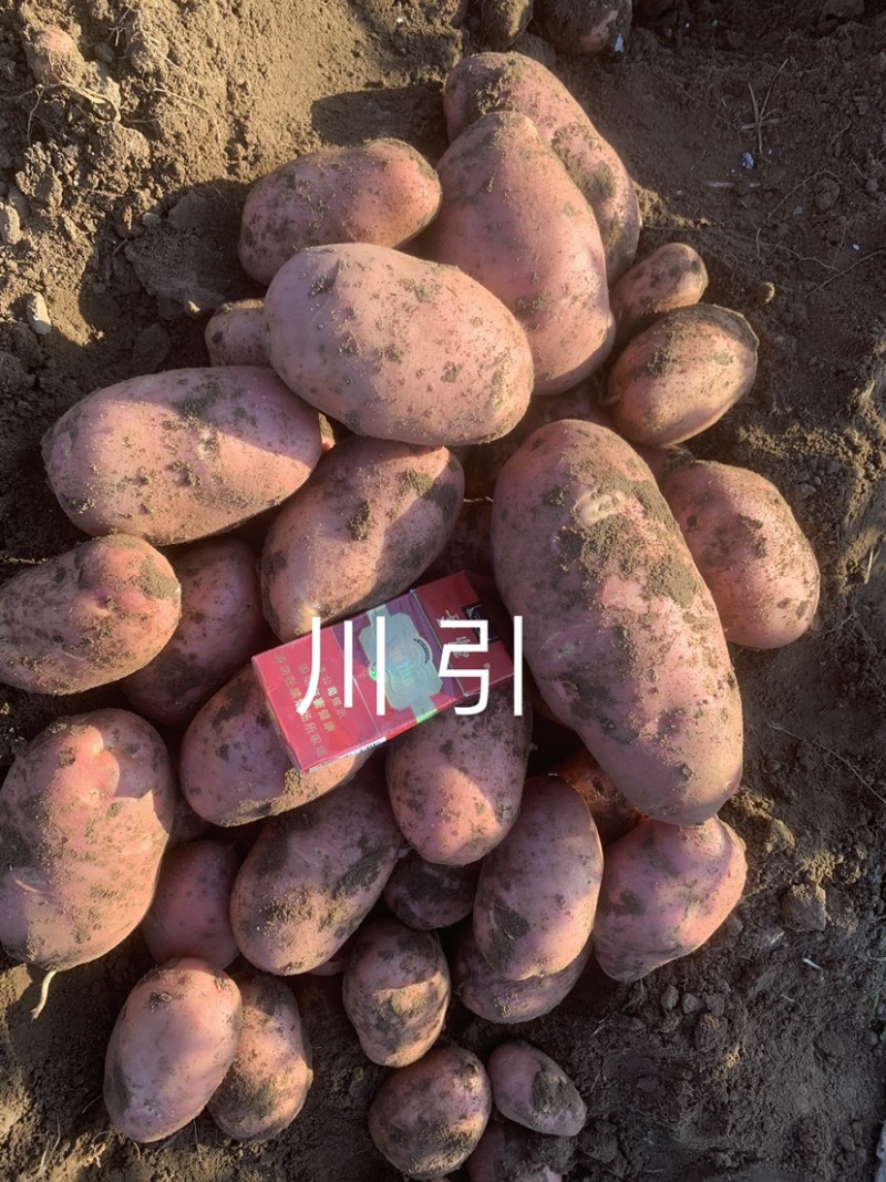 川引土豆需要的联系
