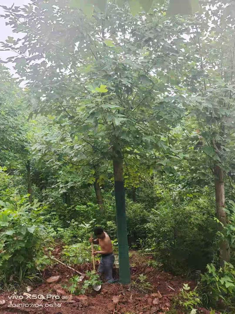 切干马褂木15～20公分量大