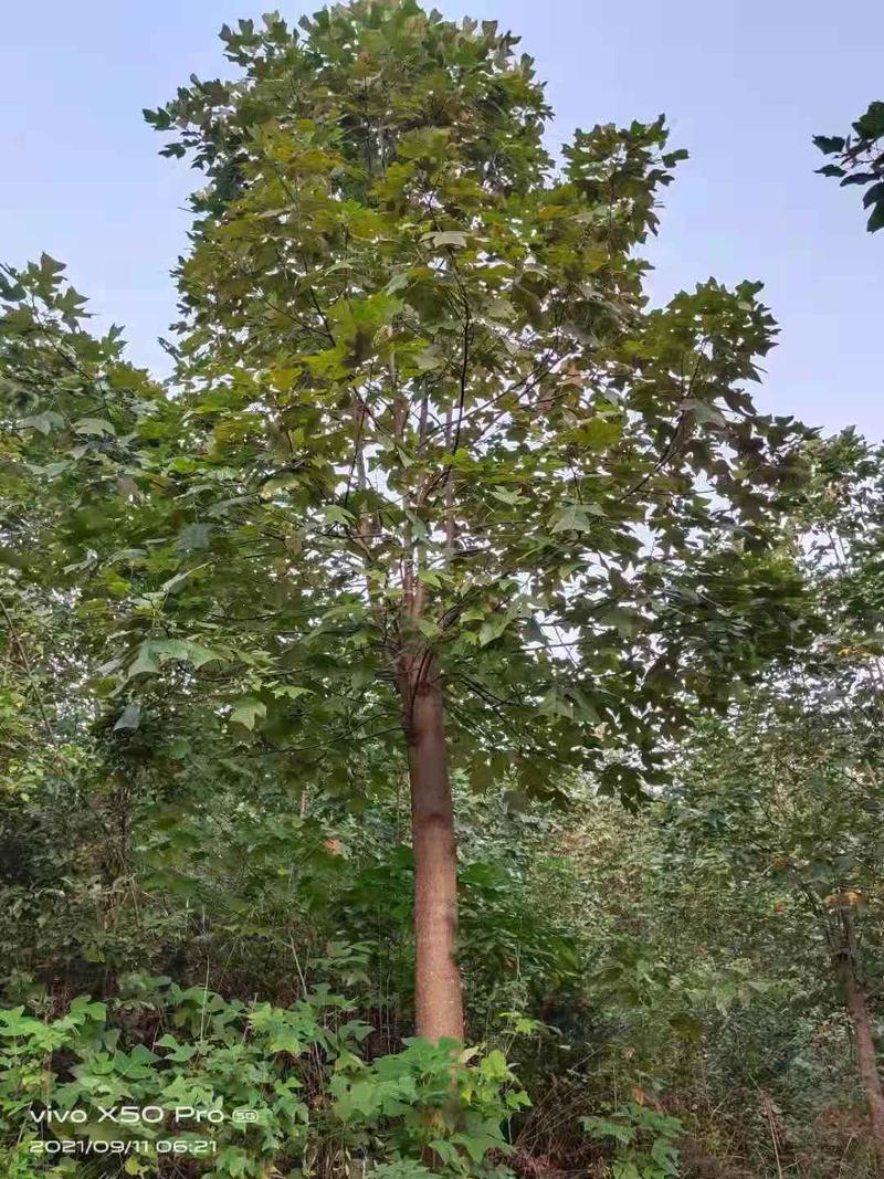 切干马褂木15～20公分量大