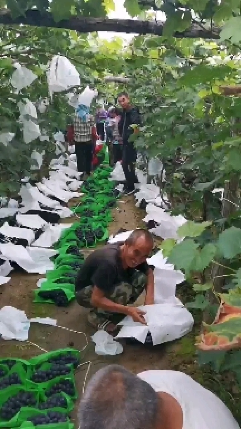 精品巨峰葡萄辽宁锦州水果葡萄套袋无核货优量足欢迎进店选购