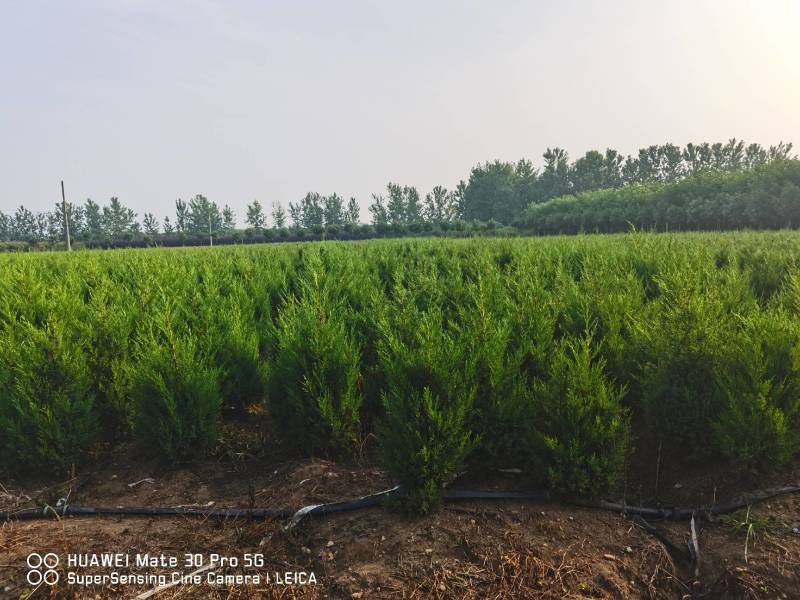 桧柏刺柏蜀桧苗圃大量供应各种规格均有量大