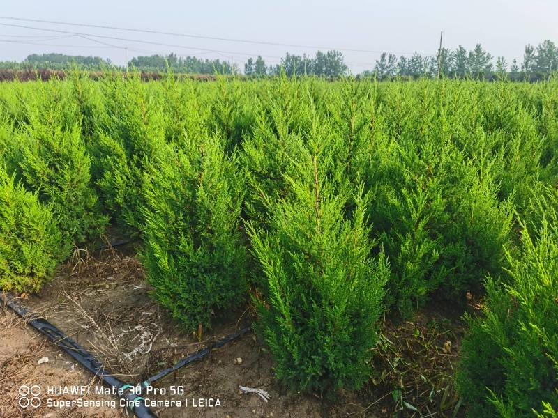 桧柏刺柏蜀桧苗圃大量供应各种规格均有量大