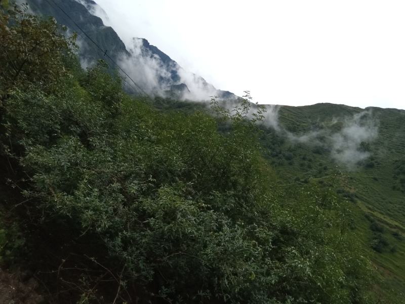 板栗