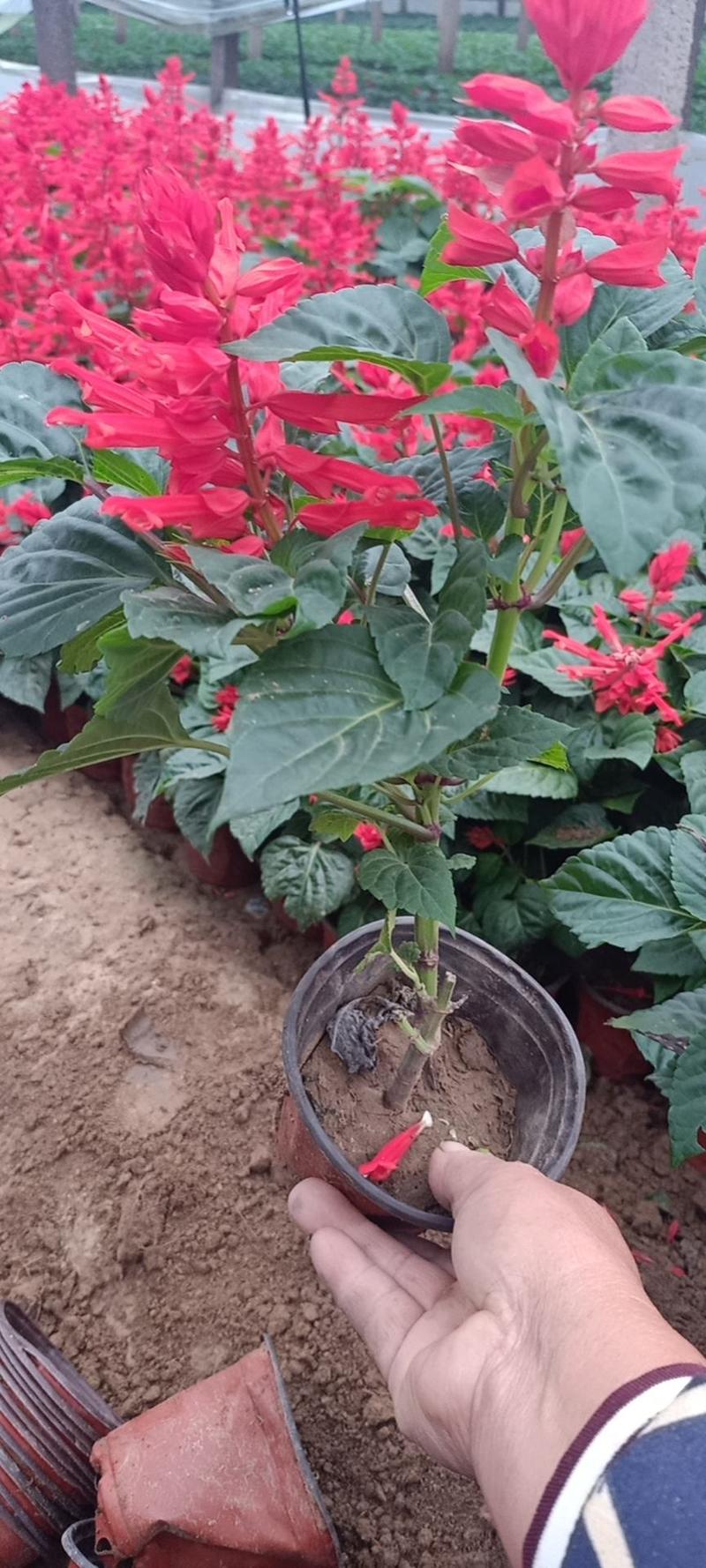 一串红杯苗观赏价值高规格齐全租摆花卉绿化种植