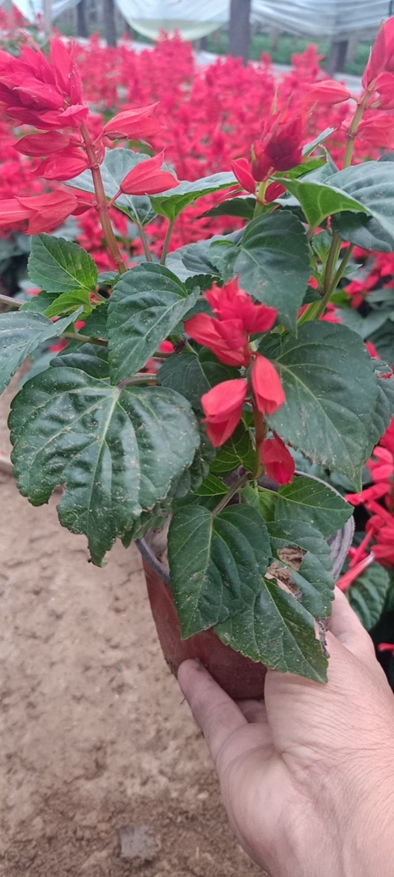 一串红杯苗观赏价值高规格齐全租摆花卉绿化种植